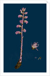Orobanche Amethystea; Bluish Broom-Rape by Anonymous
