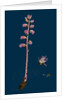 Orobanche Amethystea; Bluish Broom-Rape by Anonymous