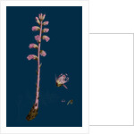 Orobanche Amethystea; Bluish Broom-Rape by Anonymous