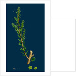 Suaeda Fruticosa; Shrubby Sea-Blite by Anonymous