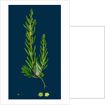 Suaeda Maritima; Annual Sea-Blite by Anonymous