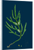 Salicornia Herbacea, Var. Acetaria; Common Marsh-Samphire, Var. A. by Anonymous