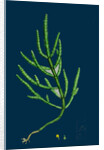 Salicornia Herbacea, Var. Acetaria; Common Marsh-Samphire, Var. A. by Anonymous