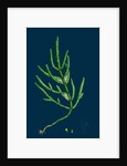 Salicornia Herbacea, Var. Acetaria; Common Marsh-Samphire, Var. A. by Anonymous