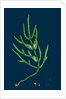 Salicornia Herbacea, Var. Acetaria; Common Marsh-Samphire, Var. A. by Anonymous