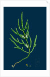 Salicornia Herbacea, Var. Acetaria; Common Marsh-Samphire, Var. A. by Anonymous