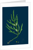 Salicornia Herbacea, Var. Acetaria; Common Marsh-Samphire, Var. A. by Anonymous