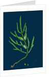 Salicornia Herbacea, Var. Acetaria; Common Marsh-Samphire, Var. A. by Anonymous