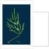 Salicornia Herbacea, Var. Acetaria; Common Marsh-Samphire, Var. A. by Anonymous