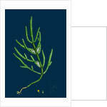 Salicornia Herbacea, Var. Acetaria; Common Marsh-Samphire, Var. A. by Anonymous