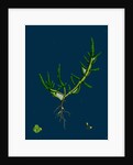 Salicornia Herbacea, Var. Procumbens; Common Marsh-Samphire, Var. B. by Anonymous