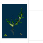 Salicornia Herbacea, Var. Procumbens; Common Marsh-Samphire, Var. B. by Anonymous