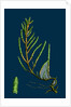 Salicornia Radicans; Creeping Marsh-Samphire by Anonymous