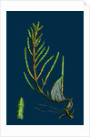 Salicornia Radicans; Creeping Marsh-Samphire by Anonymous