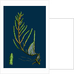 Salicornia Radicans; Creeping Marsh-Samphire by Anonymous