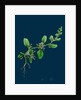 Chenopodium Polyspermum, Var. Genuinum; Many-Seeded Goosefoot, Var. A. by Anonymous