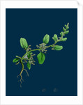 Chenopodium Polyspermum, Var. Genuinum; Many-Seeded Goosefoot, Var. A. by Anonymous