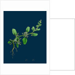 Chenopodium Polyspermum, Var. Genuinum; Many-Seeded Goosefoot, Var. A. by Anonymous