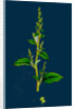 Chenopodium Polyspermum, Var. Acutifolium; Many-Sided Goosefoot, Var. B. by Anonymous