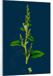 Chenopodium Polyspermum, Var. Acutifolium; Many-Sided Goosefoot, Var. B. by Anonymous