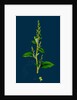 Chenopodium Polyspermum, Var. Acutifolium; Many-Sided Goosefoot, Var. B. by Anonymous