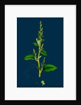 Chenopodium Polyspermum, Var. Acutifolium; Many-Sided Goosefoot, Var. B. by Anonymous