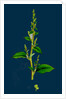 Chenopodium Polyspermum, Var. Acutifolium; Many-Sided Goosefoot, Var. B. by Anonymous