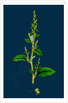 Chenopodium Polyspermum, Var. Acutifolium; Many-Sided Goosefoot, Var. B. by Anonymous