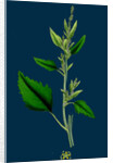 Chenopodium Album, Var. Candicans; White Goosefoot by Anonymous