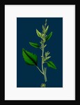Chenopodium Album, Var. Candicans; White Goosefoot by Anonymous