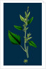 Chenopodium Album, Var. Candicans; White Goosefoot by Anonymous