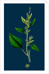 Chenopodium Album, Var. Candicans; White Goosefoot by Anonymous