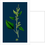 Chenopodium Album, Var. Candicans; White Goosefoot by Anonymous