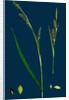Carex Panicea; Pink-Leaved Sedge by Anonymous