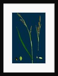 Carex Panicea; Pink-Leaved Sedge by Anonymous