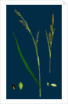 Carex Panicea; Pink-Leaved Sedge by Anonymous