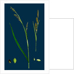 Carex Panicea; Pink-Leaved Sedge by Anonymous