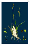 Carex Vaginata; Short Brown-Spiked Sedge by Anonymous