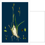 Carex Vaginata; Short Brown-Spiked Sedge by Anonymous