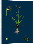 Carex Capillaris; Capillary Sedge by Anonymous