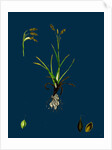 Carex Capillaris; Capillary Sedge by Anonymous