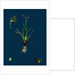 Carex Capillaris; Capillary Sedge by Anonymous