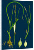 Carex Depauperata; Starved Wood Sedge by Anonymous