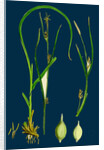 Carex Depauperata; Starved Wood Sedge by Anonymous
