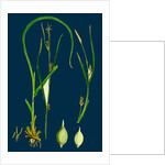 Carex Depauperata; Starved Wood Sedge by Anonymous