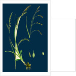 Carex Sylvatica; Pendulous Wood Sedge by Anonymous