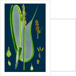 Carex Vulpina; Great Sedge by Anonymous