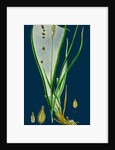 Carex Divulsa; Grey Sedge by Anonymous