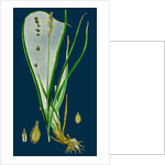 Carex Divulsa; Grey Sedge by Anonymous