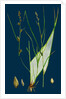 Carex Remota; Distant-Spiked Sedge by Anonymous